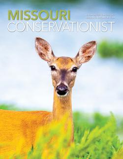 doe on the cover of the conservationist magazine for August