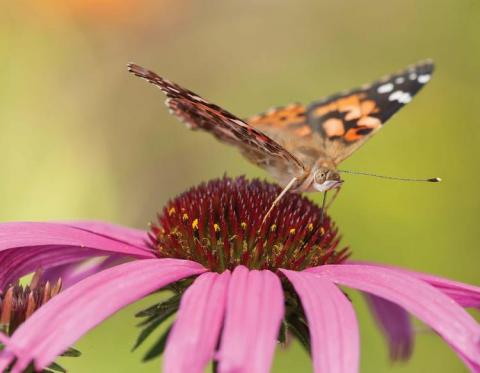 An orange and black butterfly perched on the cone of a purple coneflower.