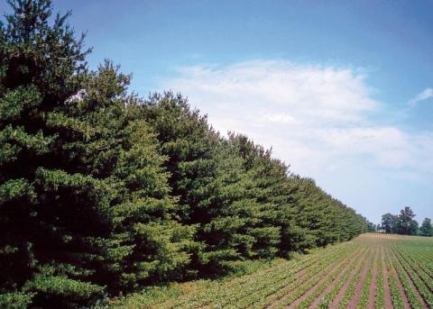 Row of spruce trees along a crop field