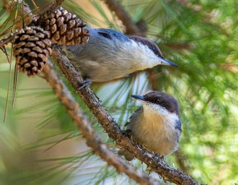 Two brown-headed nuthatches perched in a pine tree near two pine cones