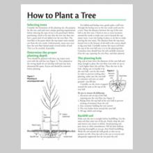 How to Plant a Tree 