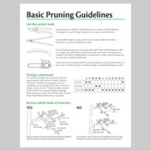 Basic Pruning Guidelines 