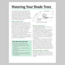 Watering Your Shade Trees