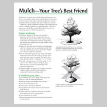 Mulch—Your Tree’s Best Friend
