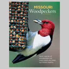 Missouri Woodpeckers