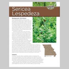 Sericea Lespedeza