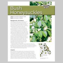 Bush Honeysuckles