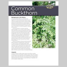 Common Buckthorn