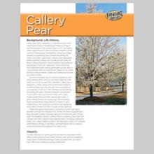 Callery Pear