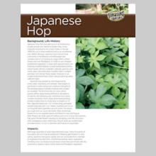 Japanese Hops