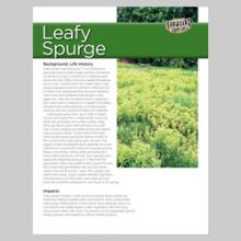 Leafy Spurge