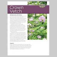 Crown Vetch