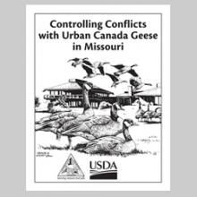 Controlling Conflicts with Urban Canada Geese in Missouri