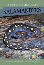 A Guide To Missouri's Salamanders