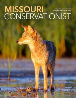 Coyote cover of July Conservationist