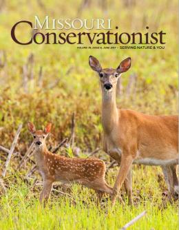 deer on the cover of the June Conservationist