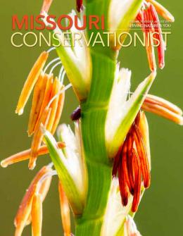 Cover of the missouri conservationist for August 2017