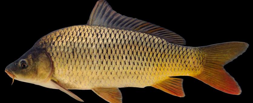 Common carp side view photo with black background