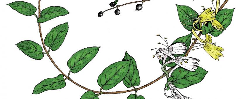 Illustration of Japanese honeysuckle leaves, flowers, fruits.