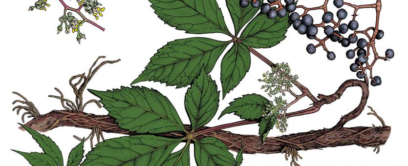 Illustration of virginia creeper leaves, stem, flowers, fruit.