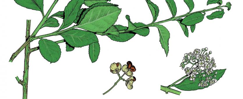 Illustration of wintercreeper leaves, flowers, fruits.